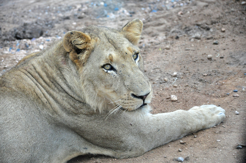 Melanie Heinrich - travel images - Lion Sands Private game reserver Hazyview